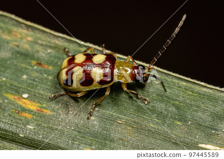 Adult Small Flea Beetle 97445589