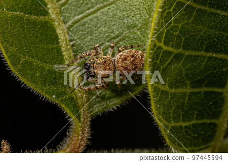 Small Jumping Spider 97445594