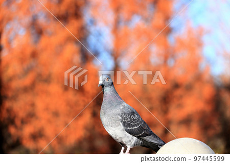Dove autumn leaves background Dove autumn leaves background 97445599