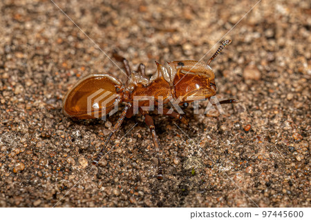 Adult Yellow Turtle Ant Adult Yellow Turtle Ant 97445600