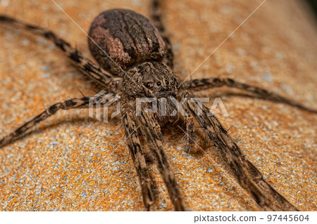 Adult Female Trechaleid Spider 97445604