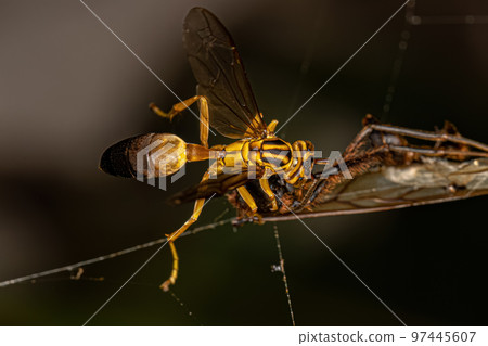 Adult Gregarious Paper Wasp 97445607