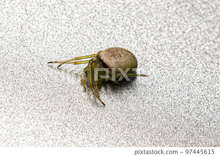 Small Orbweaver Spider 97445615