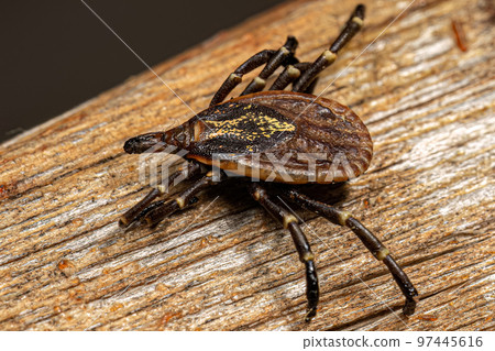 Female Adult Bont Tick 97445616