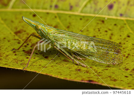 Adult Dictyopharid Planthopper Insect 97445618