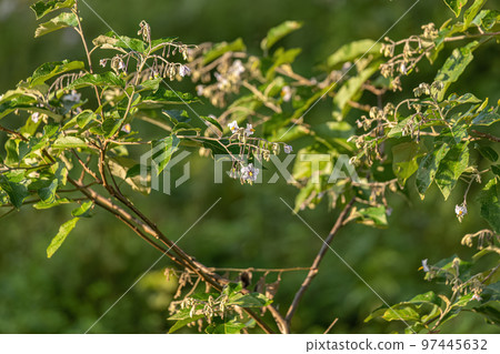 flowering plant commonly known as jurubeba 97445632