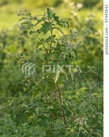 flowering plant commonly known as jurubeba 97445642