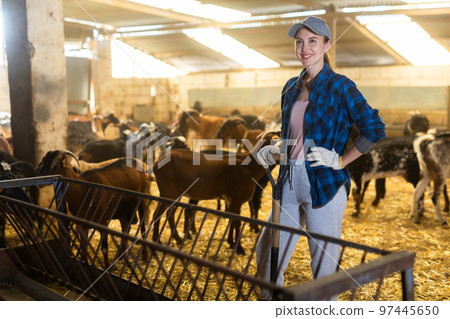 Farmer worker cleaning and feeding goats. Ecologically friendly farming Farmer worker cleaning and feeding goats. Ecologically friendly farming 97445650