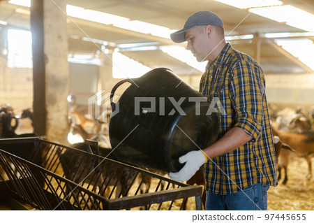 Man pouring dry food from bucket into goat feeder 97445655