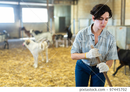 Young hispanic woman farmer sweeping goat shelter Young hispanic woman farmer sweeping goat shelter 97445702