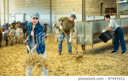 Woman cleaning in a goat pen at livestock farm Woman cleaning in a goat pen at livestock farm 97445912