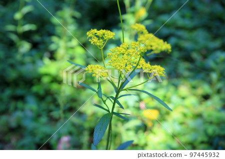 奧米娜的花 奧米娜的花 97445932