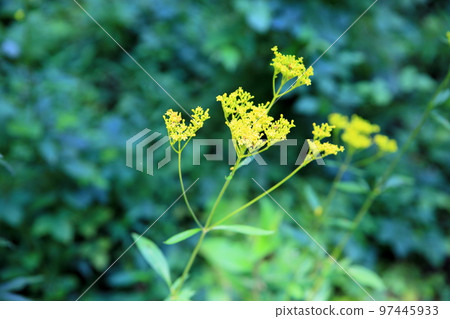 Omina's flower Omina's flower 97445933