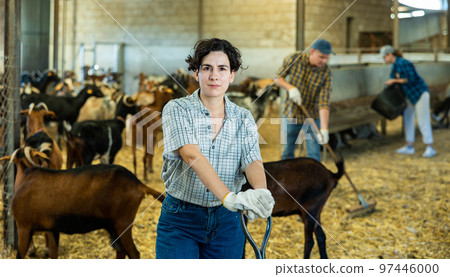 Female farmer picking up hay with pitchfork to feed the goats at family farm Female farmer picking up hay with pitchfork to feed the goats at family farm 97446000