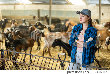 Portrait of focused busy woman working in goatshed, preparing hay for goats in livestock barn 97446014