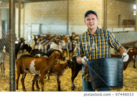 Man pouring dry food from bucket into goat feeder Man pouring dry food from bucket into goat feeder 97446033