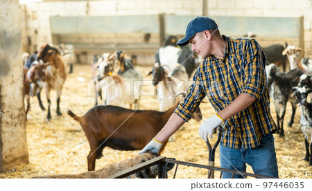 Positive farmer standing in goat shelter with goatherd dog 97446035