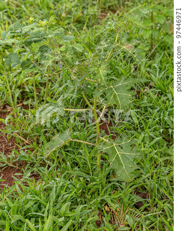 Small Nightshade Plant 97446971