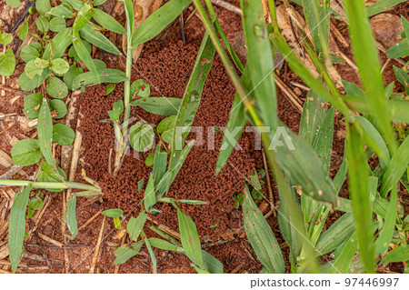 Small grained anthill entrance Small grained anthill entrance 97446997