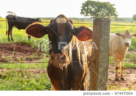 Adult dark cow Adult dark cow 97447004