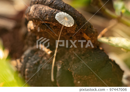 Common Gilled Mushroom Common Gilled Mushroom 97447006