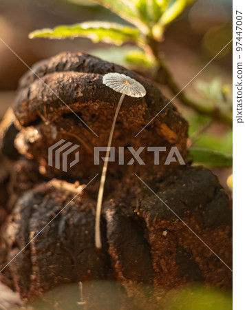 Common Gilled Mushroom 97447007