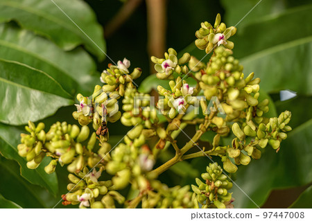Tonka Bean Tree Flowers Tonka Bean Tree Flowers 97447008