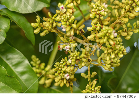 Tonka Bean Tree Flowers Tonka Bean Tree Flowers 97447009