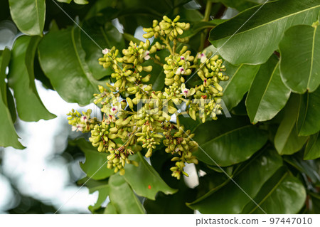 Tonka Bean Tree Flowers Tonka Bean Tree Flowers 97447010