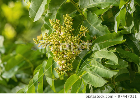 Tonka Bean Tree Flowers Tonka Bean Tree Flowers 97447011