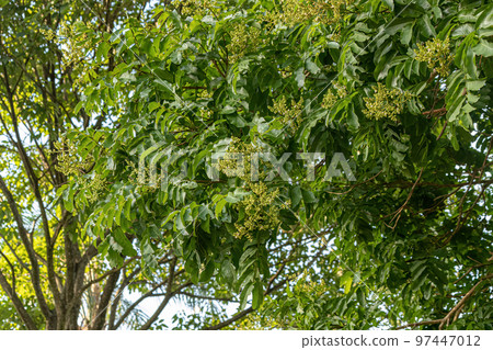 Tonka Bean Tree Flowers Tonka Bean Tree Flowers 97447012