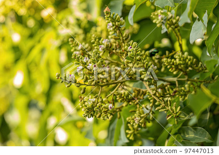 Tonka Bean Tree Flowers Tonka Bean Tree Flowers 97447013