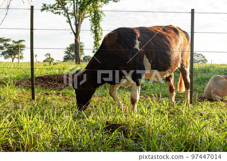 Adult dark cow Adult dark cow 97447014