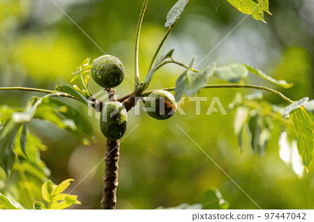 Mombins Tree Fruit 97447042