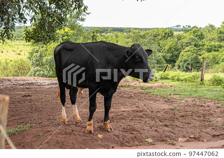 Adult male black cow Adult male black cow 97447062