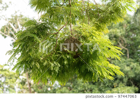 Nest of Honey Wasps 97447063