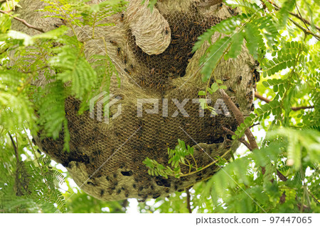 Nest of Honey Wasps Nest of Honey Wasps 97447065