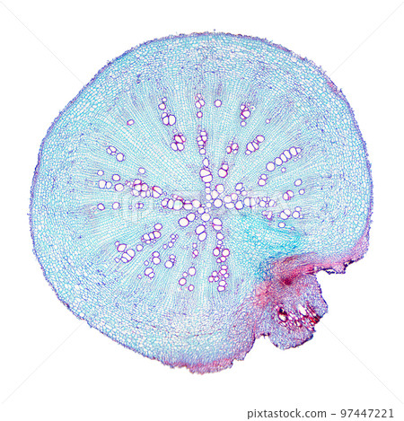 Radish root, cross section under the light microscope. Traverse section through the root of the Raphanus sativus plant. Light micrograph at 8X magnification. Isolated, on white Background. 97447221
