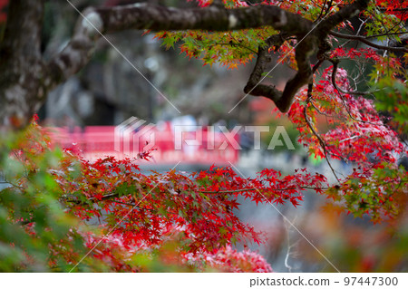 Asuke-cho, Toyota City, Aichi Prefecture Autumn Korankei with colored leaves 97447300