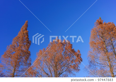 發光在藍天背景的水杉黃色葉子 97447883