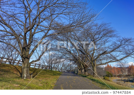 櫻花樹風景在冬天枯萎了在藍天背景下 97447884