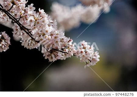 Sakura, a Japanese flower that colors encounters and farewells Sakura, a Japanese flower that colors encounters and farewells 97448276