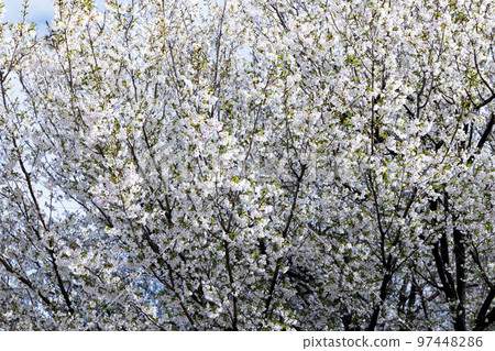 Sakura, a Japanese flower that colors encounters and farewells 97448286