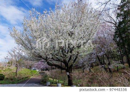 Sakura, a Japanese flower that colors encounters and farewells 97448336
