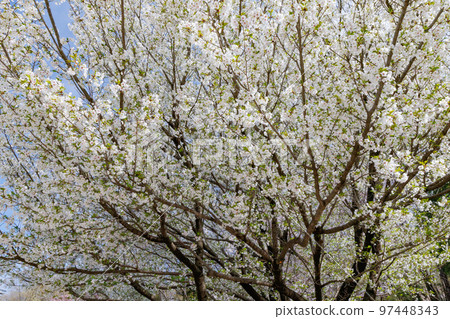 Sakura, a Japanese flower that colors encounters and farewells Sakura, a Japanese flower that colors encounters and farewells 97448343