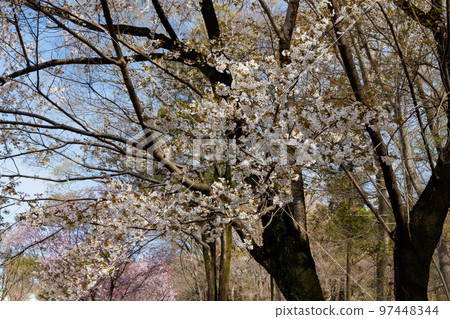 Sakura, a Japanese flower that colors encounters and farewells 97448344