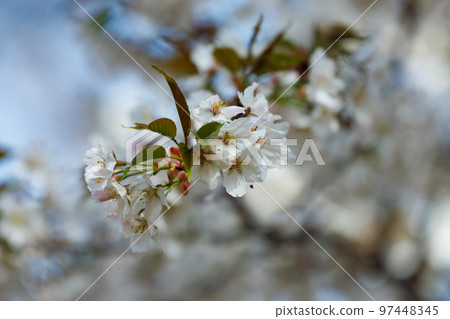 Sakura, a Japanese flower that colors encounters and farewells 97448345