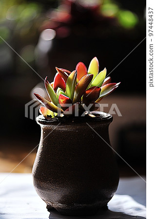 beautiful succulents beautiful succulents 97448437