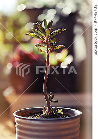 beautiful succulents beautiful succulents 97448438