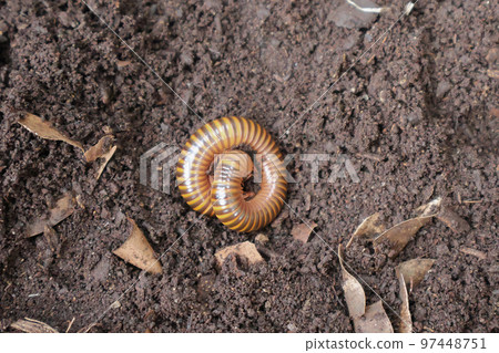 coiled caterpillar beetle on a soil, reptile type worm, caterpillar coiled caterpillar beetle on a soil, reptile type worm, caterpillar 97448751